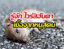 รู้จัก ไวรัสฮันตา เชื้อจากหนูสู่คน ป้องกันได้ ไม่ต้องตื่นตระหนก